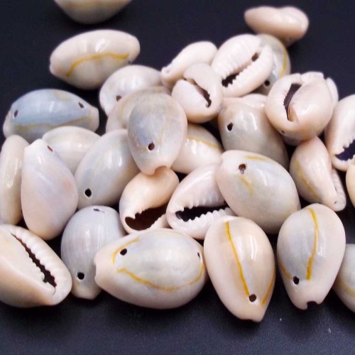 Perline Conchiglia | Conchiglie Naturali 12/15 mm grigie pacco 10 pezzi - Con8