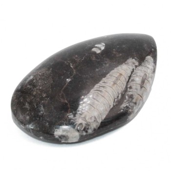 Fossile di ortoceras 90x56 mm 145 grammi