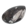 Fossile di ortoceras 90x56 mm 145 grammi